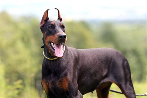 dobermann altobello|champion doberman puppies for sale.